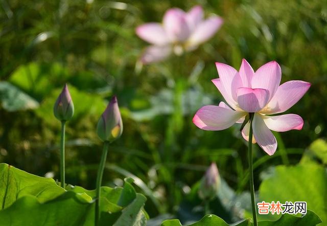 好想你，我会在心里为你而入红尘