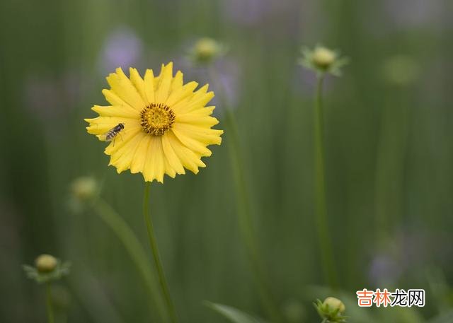 好想你，我会在心里为你而入红尘