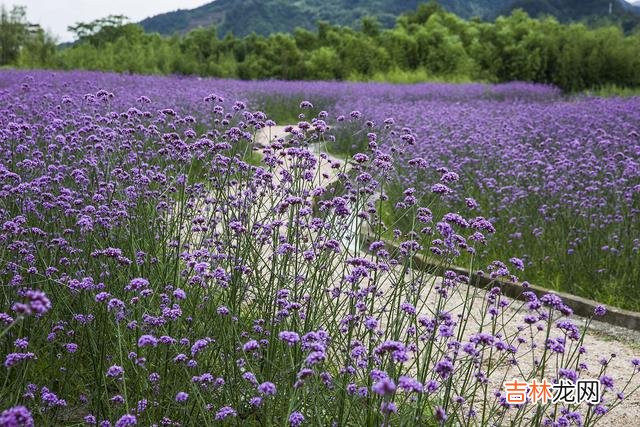 你就像春天的一缕清风 情出自愿，一生想你，念在心中，无悔无怨