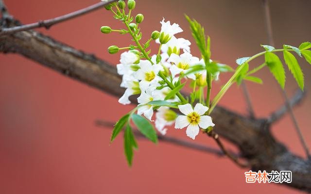 时光不老，真爱不变，陪伴一程，相思一生看不破的红尘