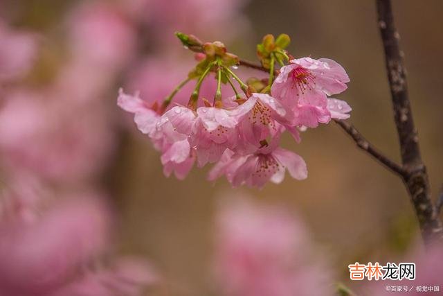 瑟瑟凉风起 有一种在乎，叫牵挂一生，你懂或不懂，知或不知，我念你倾城