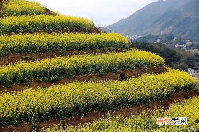 一份深情几经写意 往后余生，你都是我的在意，我的心永远永远只属于你一人！