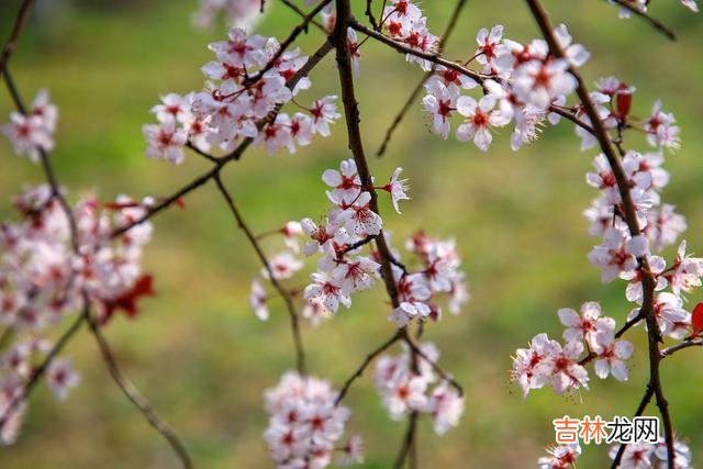 我邂逅过花开倾城的美丽 爱你入心，一生不难忘，山长水阔，念君到老