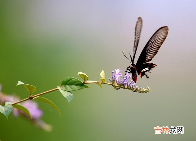 花儿开了 有一种情，花开无悔，想你是我一辈子的情深