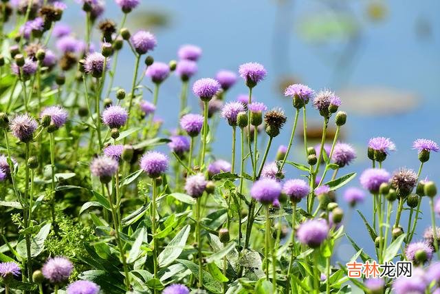 花儿开了 有一种情，花开无悔，想你是我一辈子的情深