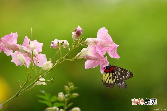 不忘前尘，不忘你，你留下的记忆，一直缠缠绕绕在我心里
