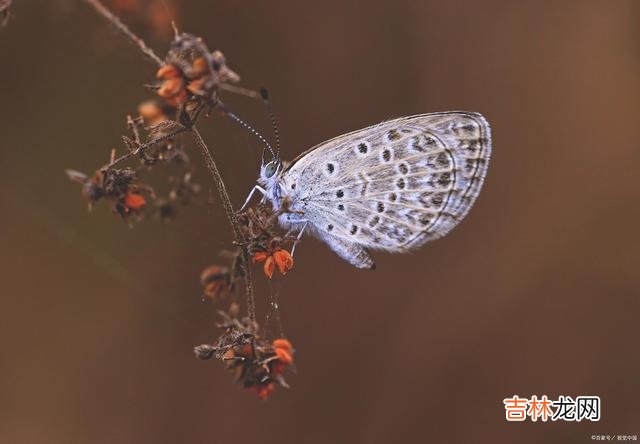 不忘前尘，不忘你，你留下的记忆，一直缠缠绕绕在我心里