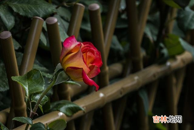 一个人 深情到老不忘记，海角天涯心相惜，好想你