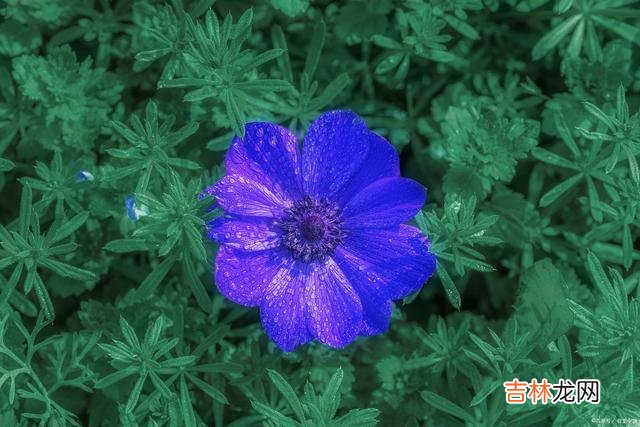 朱弦断 沉醉一生爱，只为你一个人，在不在一起，我爱你的心永远在