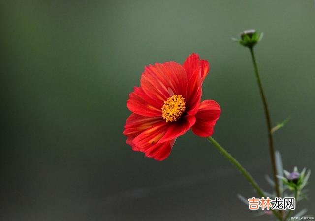 朱弦断 沉醉一生爱，只为你一个人，在不在一起，我爱你的心永远在