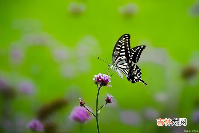 茫茫人海 爱上你，情深入骨成痴，念今生，痴痴念君一生