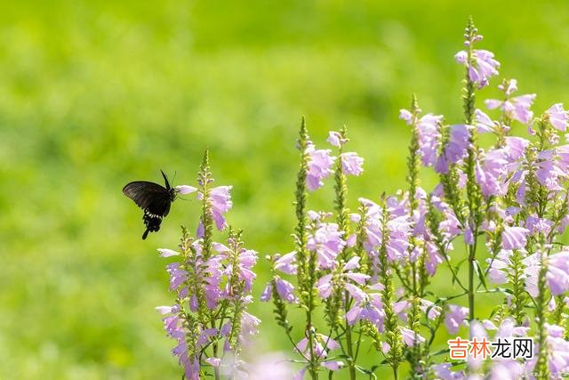茫茫人海 爱上你，情深入骨成痴，念今生，痴痴念君一生
