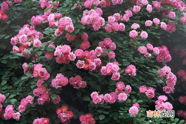 那一年的那一天 爱过足够，相思永久，倾我一世柔情，念你此生不忘