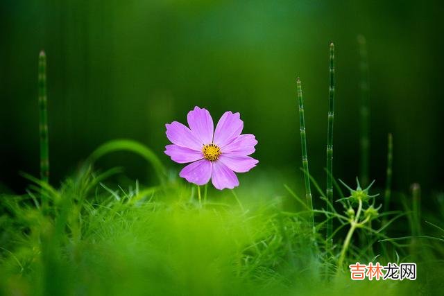 蓦然回首 好想你，缘分散了，就在心里爱你一生