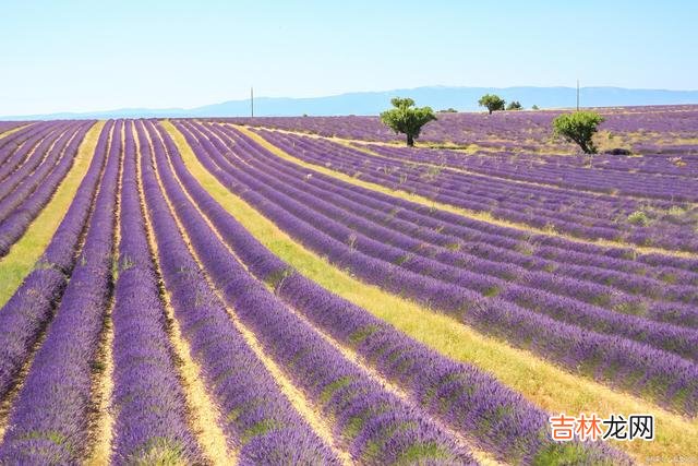 真正的爱 好想你，想你在山水间，想你在花海里，想你在人海里