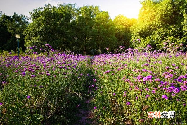 季节的风轻轻摇落了枝头的叶 见与不见，你都是我一生所爱，一生所念