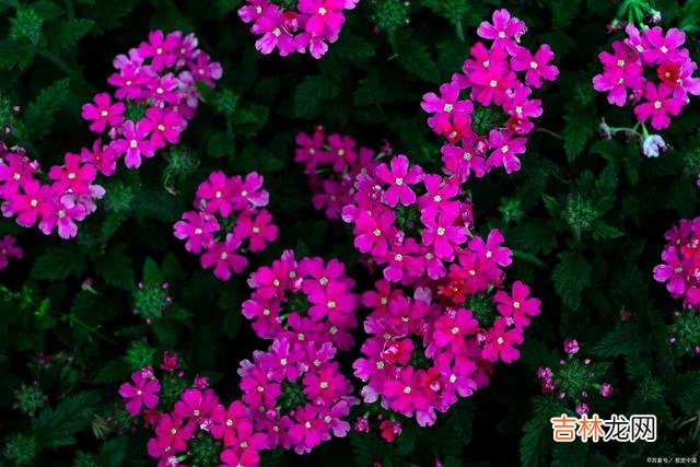 一世情深在心中，人去念在爱不变