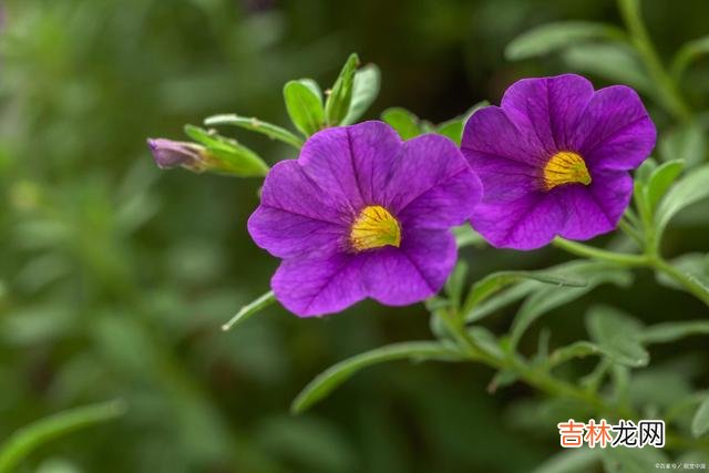 一世情深在心中，人去念在爱不变