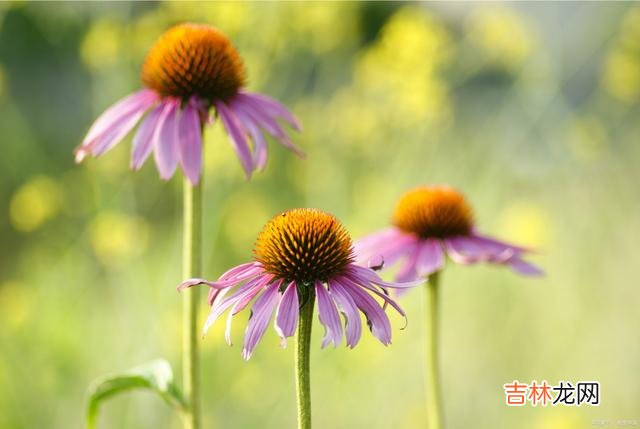 为你倾心倾情，无缘天天相见，却会日日想念