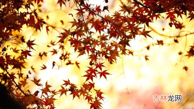 一季花开 相逢一场，花落成殇，海角天涯，只能相思相望