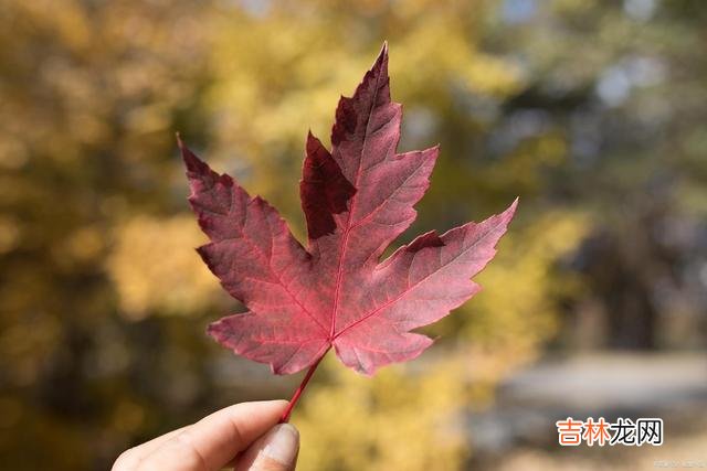 一季花开 相逢一场，花落成殇，海角天涯，只能相思相望