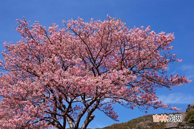 今生最美丽的时光 孤独的想你，无助的念你，一念情起，一生痴迷