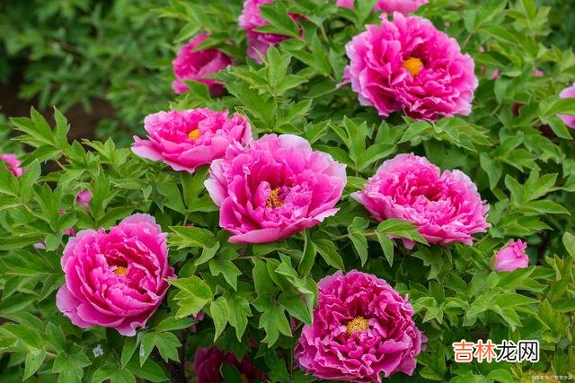 总有一场相见 初心见君，深情眷君，我若不老，爱你不变东风恶