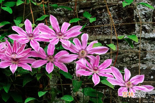 总有一场相见 初心见君，深情眷君，我若不老，爱你不变东风恶