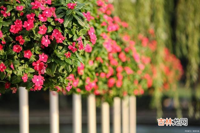 爱情那么美好 爱而不得,念念不忘,海角天涯,唯情相牵