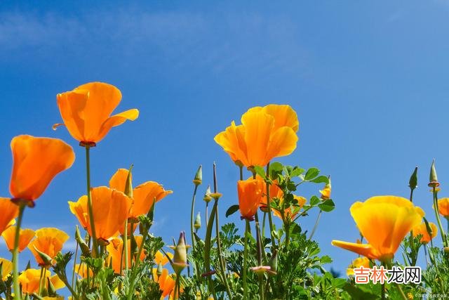 在那个遥远的过去 好想你，情似洱海，爱过知深悲欢岁月，你是我无悔的挂牵