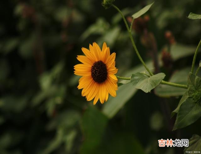 在那个遥远的过去 好想你，情似洱海，爱过知深悲欢岁月，你是我无悔的挂牵