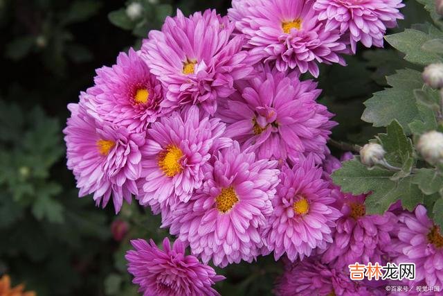 一份深情几经写意 好想你，有一种爱，白发荼靡不忘记