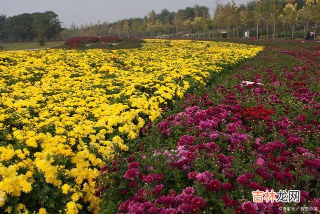 一份深情几经写意 好想你，有一种爱，白发荼靡不忘记