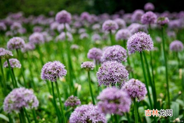 遇见你 好想你，思无涯，念无疆，你是今生最长情的惦记