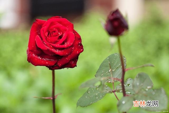 那一条街 万水千山隔不断痴念沉沦，真爱一场就是一辈子的相思