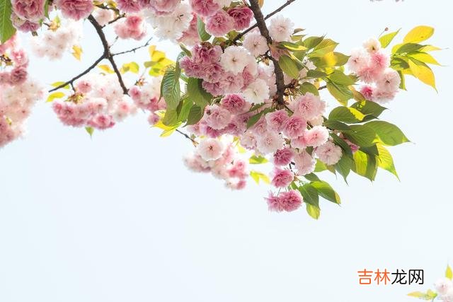 不想离别 爱有多深，相思便有多浓烈，情有多真，思念便有多伤感