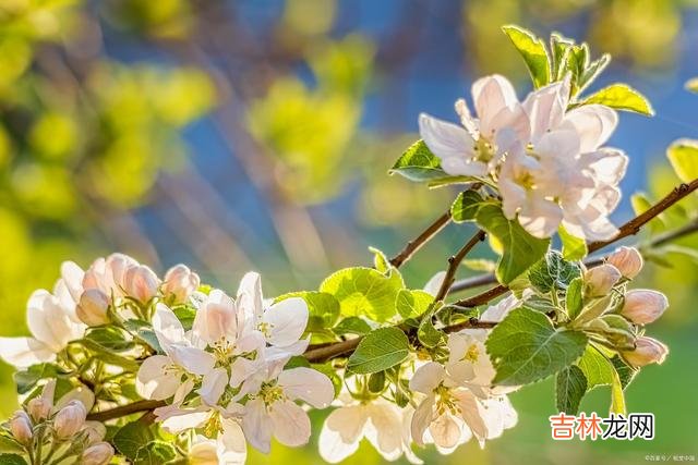 一叶落 爱你无悔无怨，相思至死终老，我在来世的红尘中等你