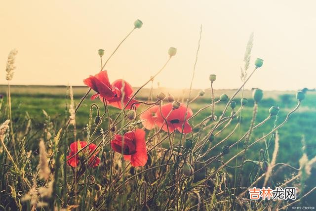 一叶落 爱你无悔无怨，相思至死终老，我在来世的红尘中等你
