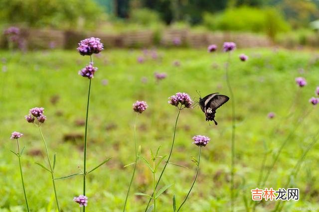 世间总有一些情缘 逢君一场，恋君一生，想你，念你，绝恋倾城