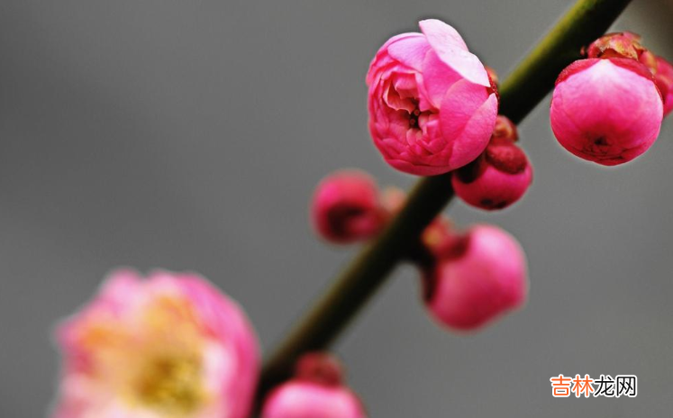 在网络上 想要活得出色，学些“茶言茶语”，让感情更加幸福