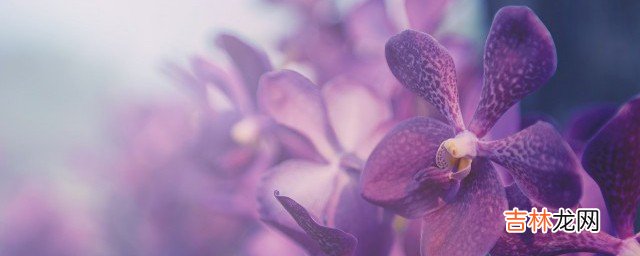 兰花新芽腐烂怎么处理 兰花新芽腐烂应该怎么处理