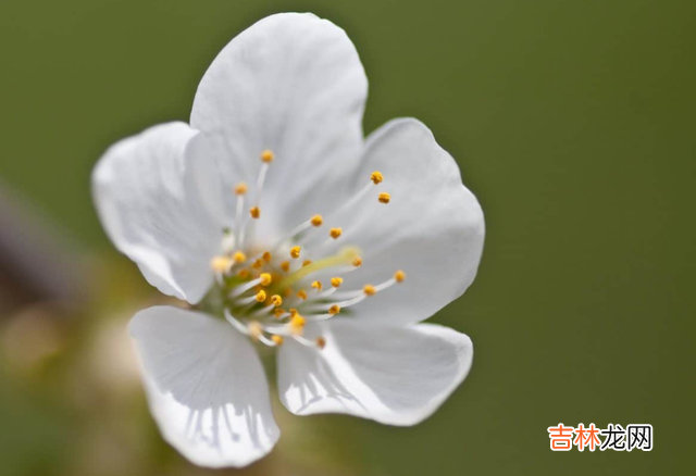《真实的信仰》中写道：“一个人真实的素养跟内涵 总爱说这些话的人，多半没什么真本事