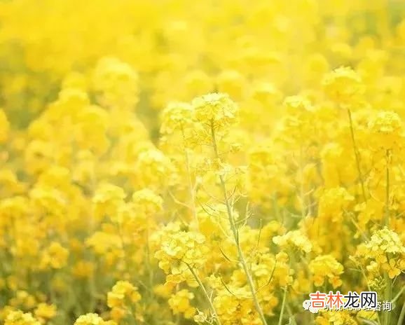 心理咨询：父母催婚背后的真相是什么