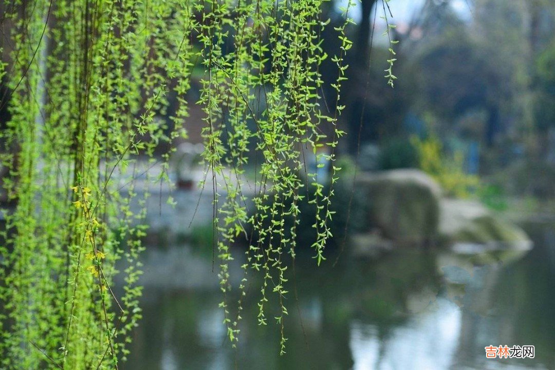 柳树是什么季节发芽  柳树发芽的季节