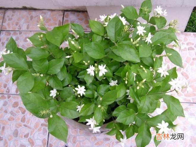 茉莉的养殖方法冬天 茉莉冬天的养殖方法