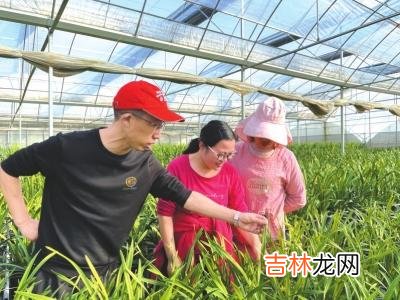 养好“年宵花”要用心用情