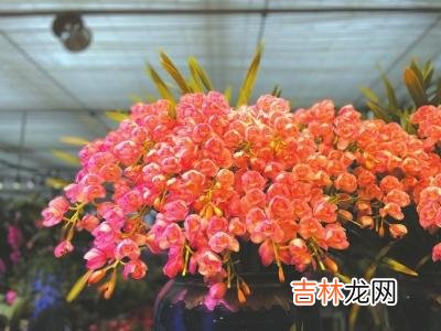 养好“年宵花”要用心用情