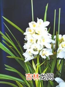 养好“年宵花”要用心用情