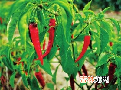 本文转自：太原晚报窗台上的辣椒秧张会珍那天 窗台上的辣椒秧