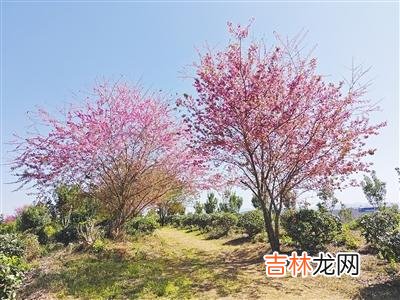 本文转自：西双版纳报茶园樱花盛开。|又到樱花浪漫时